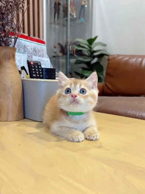 ลูกแมว Scottish Fold
