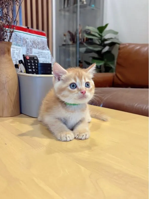 ลูกแมว Scottish Fold