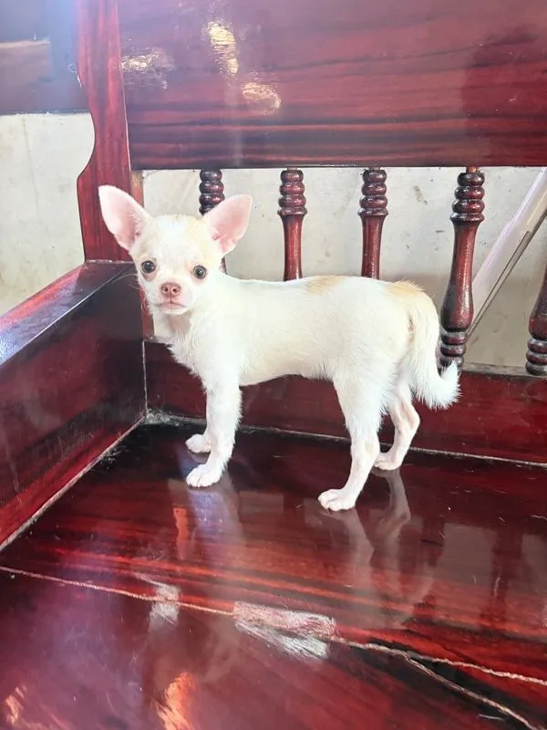 ชิวาว่าแท้ เพศชาย ขนสั้น