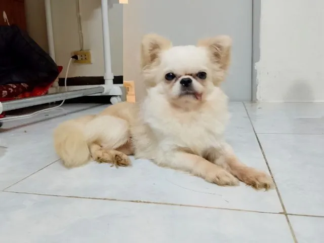 ชิวาว่า ชาย