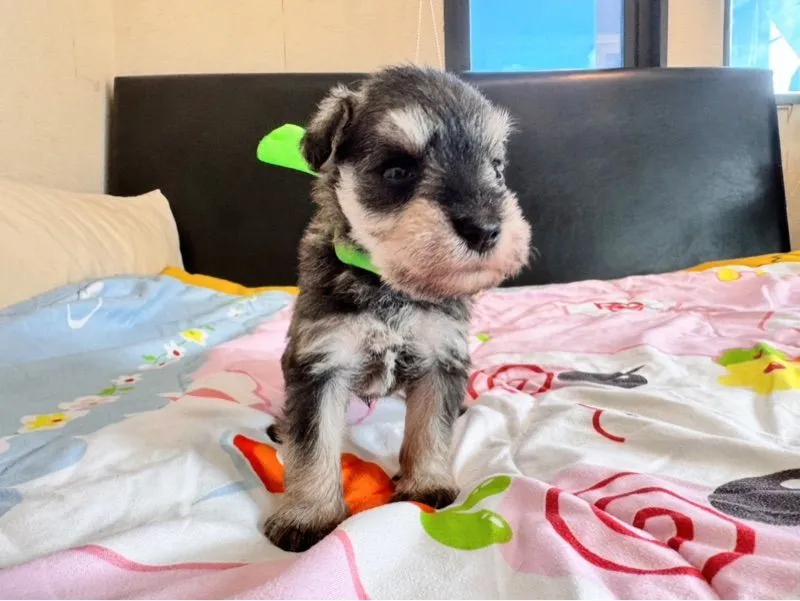 ชเนาเซอร์สีsaltPepper หล่อ มาร์คชัด
