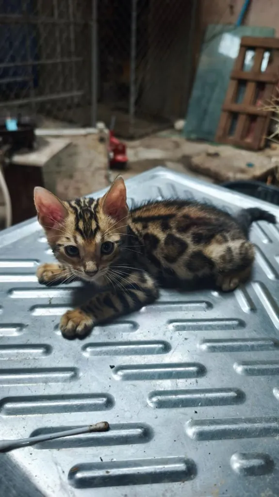 ตัวที่4ลูกแมวเบงกอลอยู่อุบลครับ