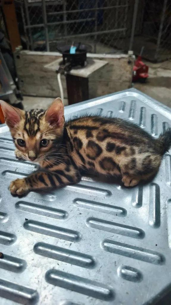 ตัวที่4ลูกแมวเบงกอลอยู่อุบลครับ