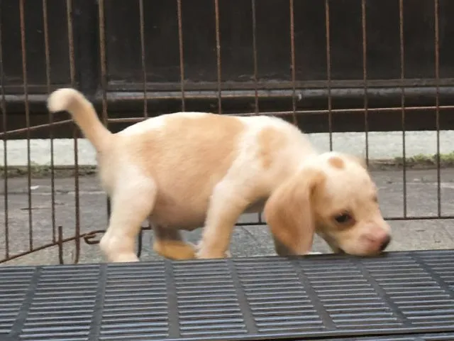 ลูกสุนัข บีเกิ้ล Beagle
