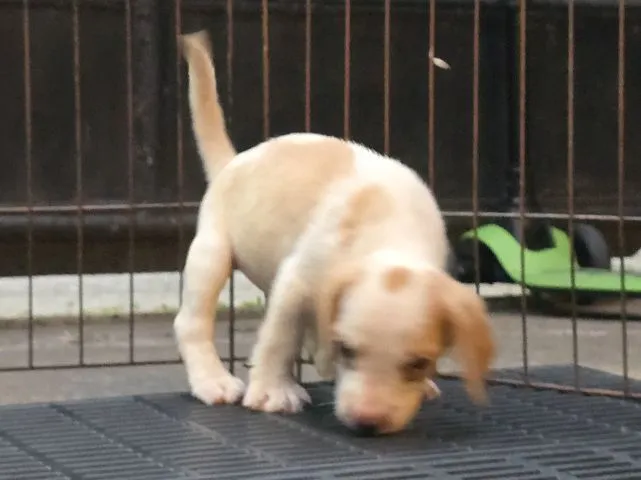 ลูกสุนัข บีเกิ้ล Beagle