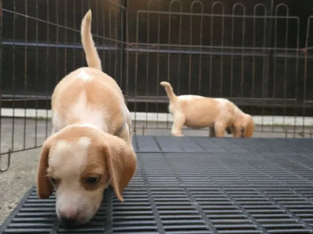 ลูกสุนัข บีเกิ้ล Beagle