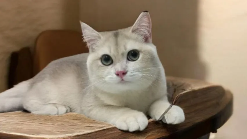 แมวบริติช