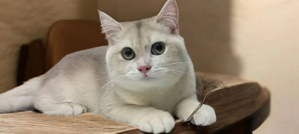 แมวบริติช