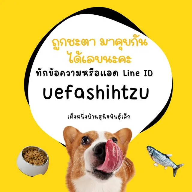 ขายเเล้ว!! ปอมชิวาว่า ช. 4500 ลดเหลือ 3500 วัคซีน ถ่ายพยาธิเทสลำไส้ พร้อมย้าย