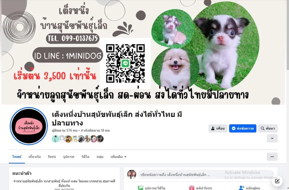 ขายเเล้ว!! ปอมชิวาว่า ช. 4500 ลดเหลือ 3500 วัคซีน ถ่ายพยาธิเทสลำไส้ พร้อมย้าย