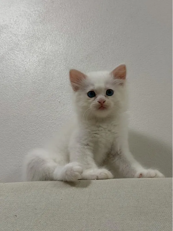 ลูกเเมวเปอร์เซีอย