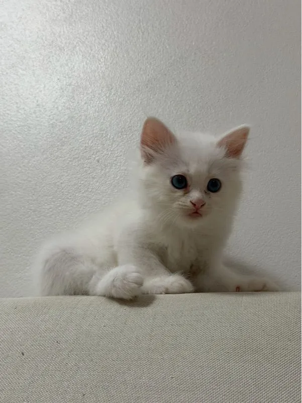ลูกเเมวเปอร์เซีอย