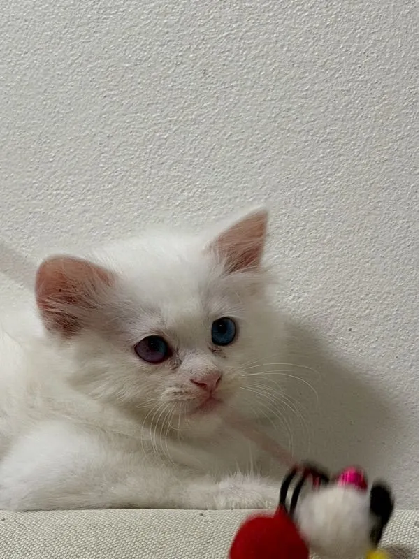 ลูกเเมวเปอร์เซีอย
