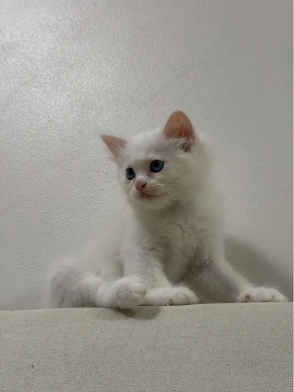 ลูกเเมวเปอร์เซีอย