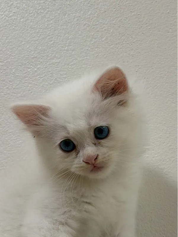 ลูกเเมวเปอร์เซีอย