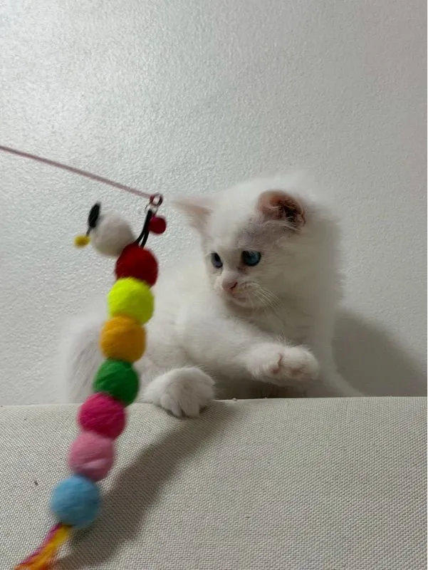 ลูกเเมวเปอร์เซีอย