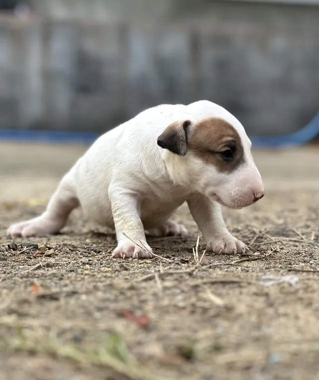 สุนัขบลูเทอเรีย Bullterrier std