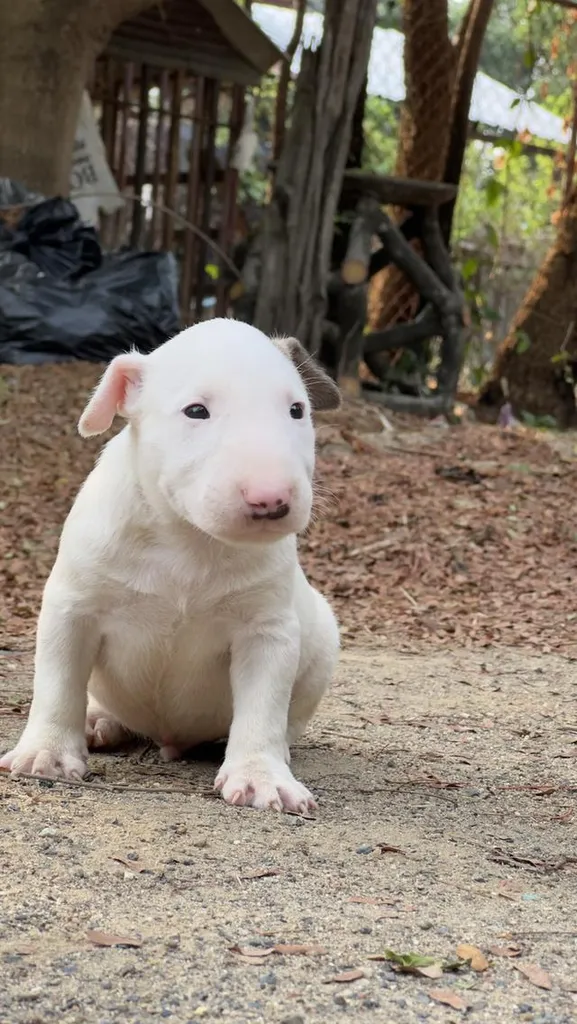 สุนัขบลูเทอเรีย Bullterrier std