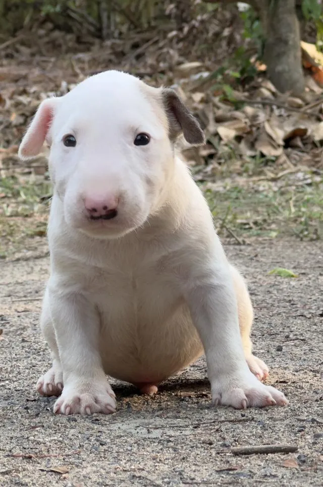 สุนัขบลูเทอเรีย Bullterrier std