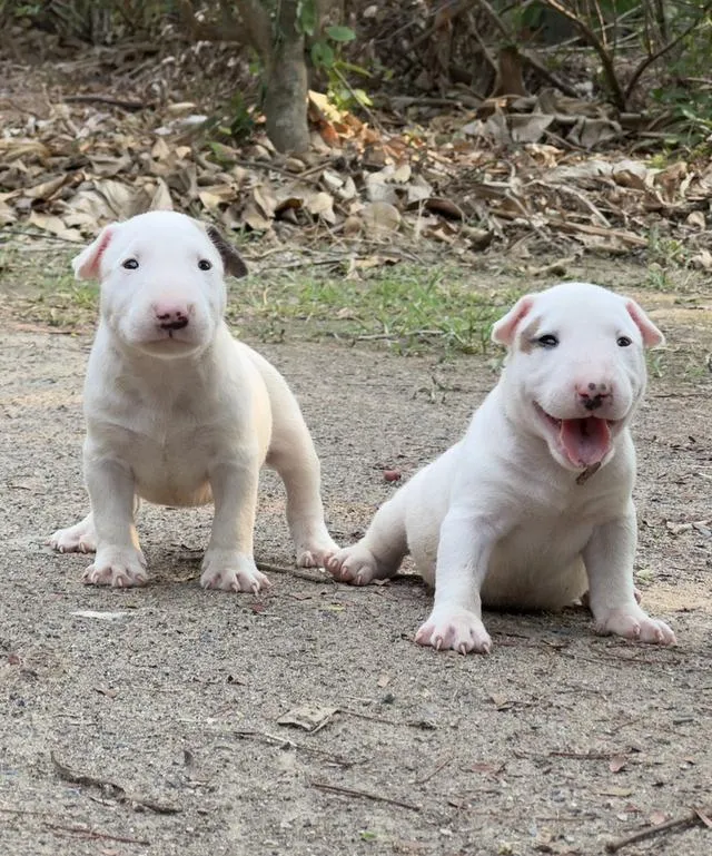 สุนัขบลูเทอเรีย Bullterrier std