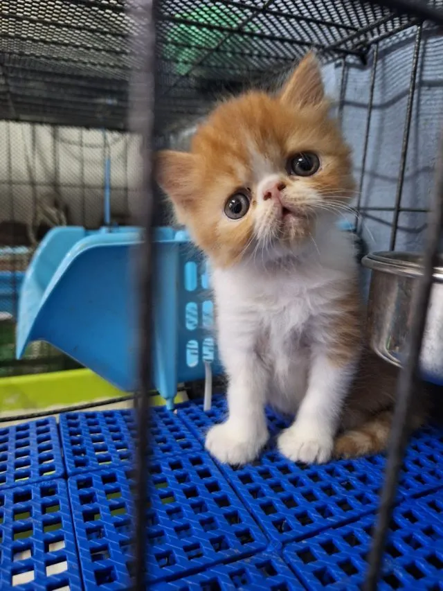 ลูกแมวเปอร์เชียหน้าบี้