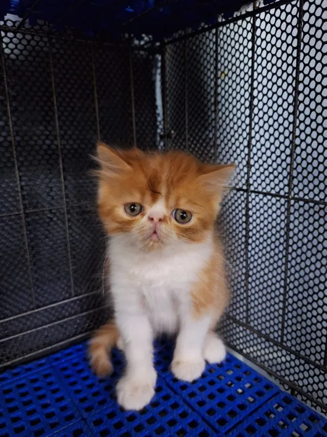ลูกแมวเปอร์เชียหน้าบี้