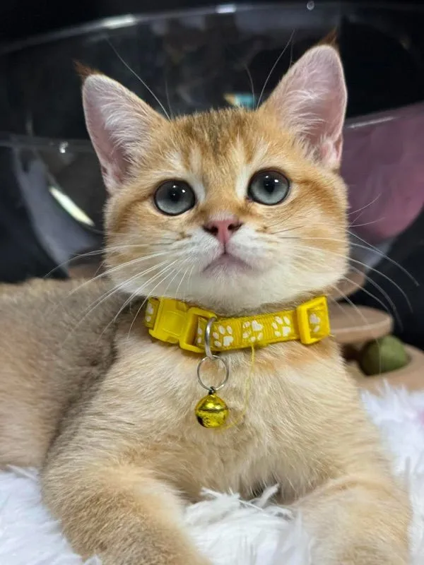 สาวน้อยบริติซ