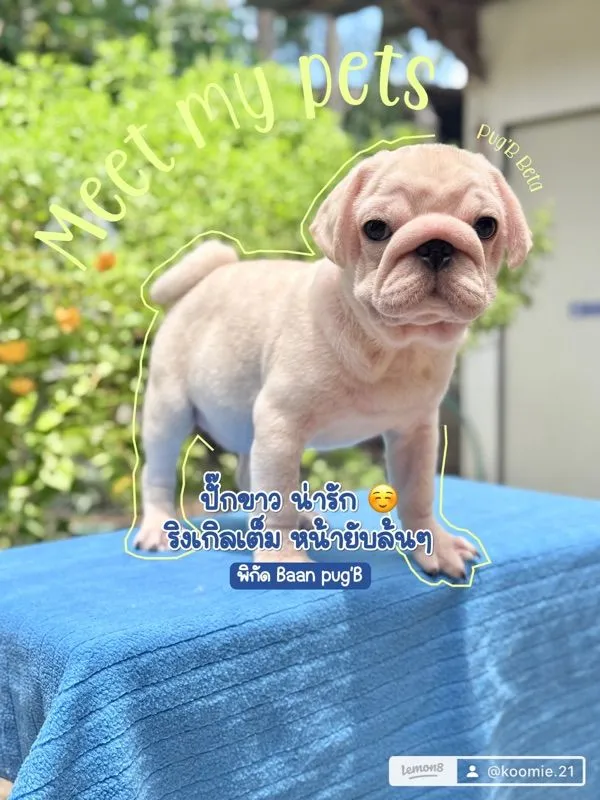 ปั๊กขาว (Pug) เพศชาย