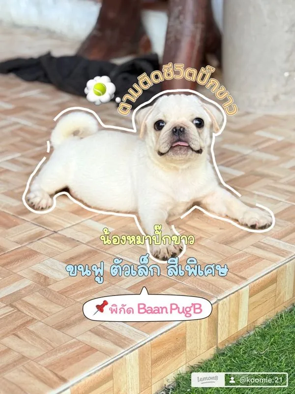 ปั๊กขาว (Pug) เพศชาย