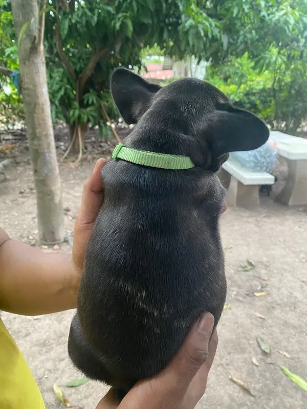 เฟรนช์ บูลด็อก