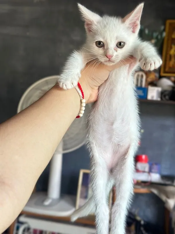 แมวพันธุ์สก๊อตติช