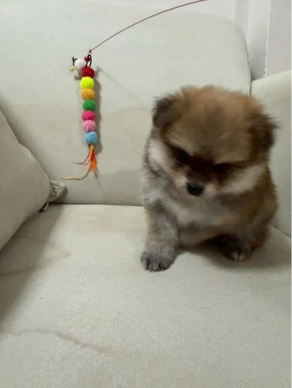 ปอมแท้