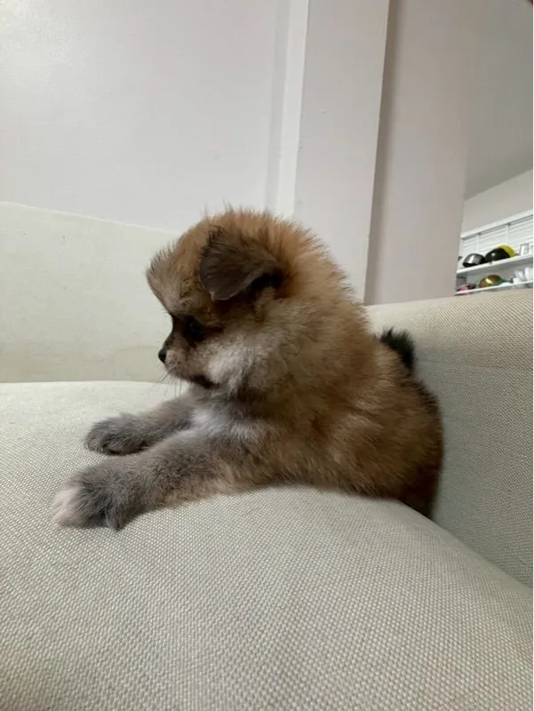 ปอมแท้