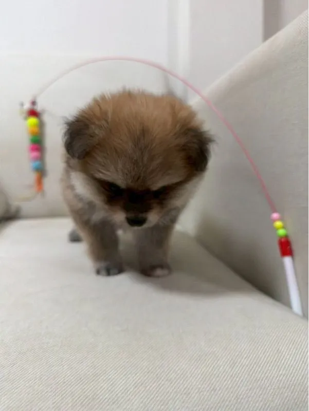 ปอมแท้