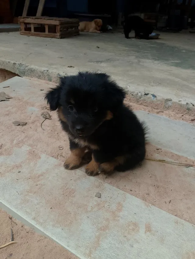 สัตว์เลี้ยง ลูกสุนัข ชิวาว่าผสมปอม