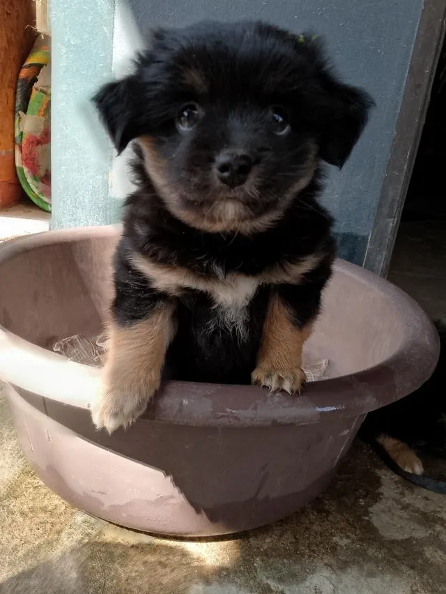 สัตว์เลี้ยง ลูกสุนัข ชิวาว่าผสมปอม