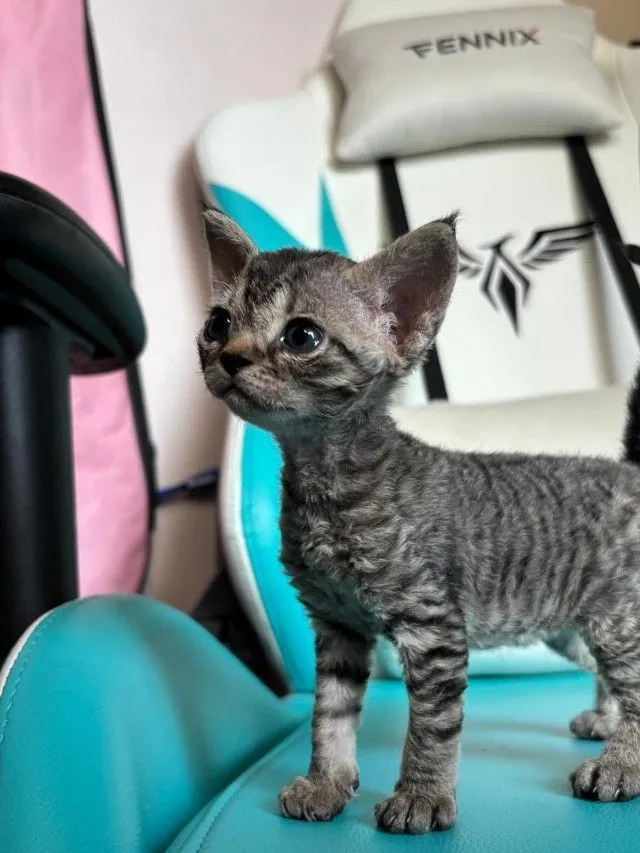 Devon Rex are curly-haired cats.