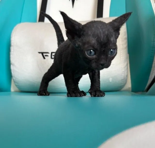 Devon Rex are curly-haired cats.
