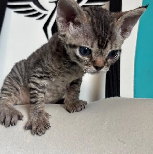 Devon Rex are curly-haired cats.