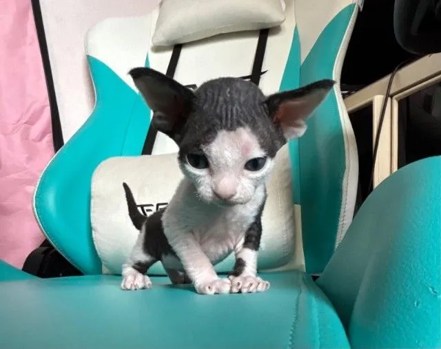Devon Rex are curly-haired cats.