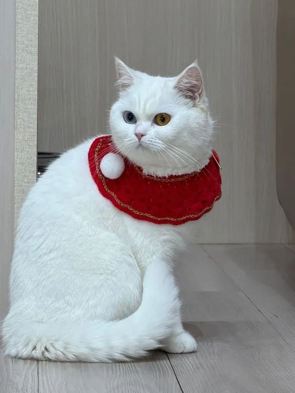 บริติช ชอร์ตแฮร์ ขอตัวผู้ สีขาว ตาสีทองหรือสีฟ้า