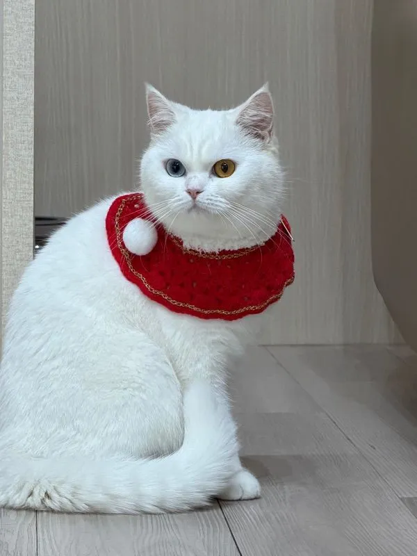 บริติช ชอร์ตแฮร์ ขอตัวผู้ สีขาว ตาสีทองหรือสีฟ้า