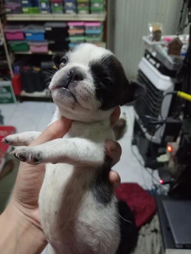 ไม่ทราบพันธุตัวไม่รรู้พ่อไหน