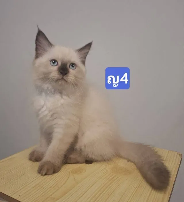 ลูกแมวเปอร์เซีย น้องเกิด 24 มีนาคม 2569