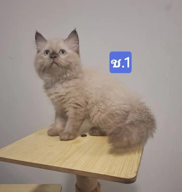 ลูกแมวเปอร์เซีย น้องเกิด 24 มีนาคม 2569