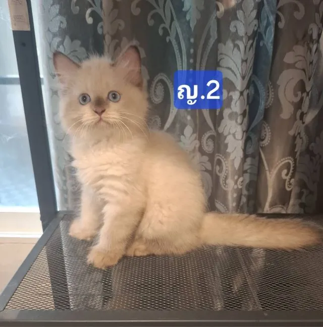 ลูกแมวเปอร์เซีย น้องเกิด 24 มีนาคม 2569