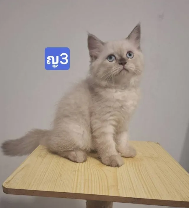 ลูกแมวเปอร์เซีย น้องเกิด 24 มีนาคม 2569
