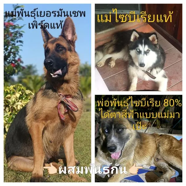 ลูกหมา เยอรมันเรีย เยอรมันเชพเพิร์ด ผสมไซบีเรีย ตาฟ้า ว่าง ญ เน้นใกล้เคียงภาคเหนือตอนบนก่อนนะครับ