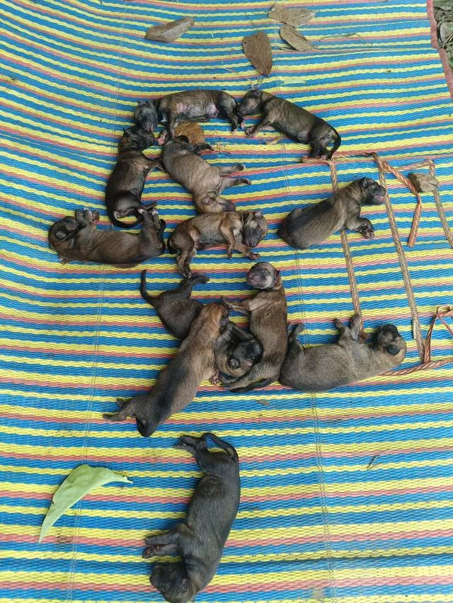 ลูกหมา เยอรมันเรีย เยอรมันเชพเพิร์ด ผสมไซบีเรีย ตาฟ้า ว่าง ญ เน้นใกล้เคียงภาคเหนือตอนบนก่อนนะครับ