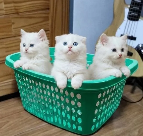 scottish fold